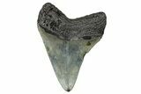 Serrated, Fossil Megalodon Tooth - North Carolina #272525-1